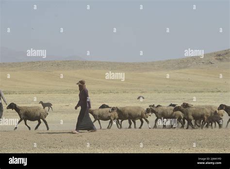 De rol van de Golestan-Film in het stimuleren van sociale verandering in Iran